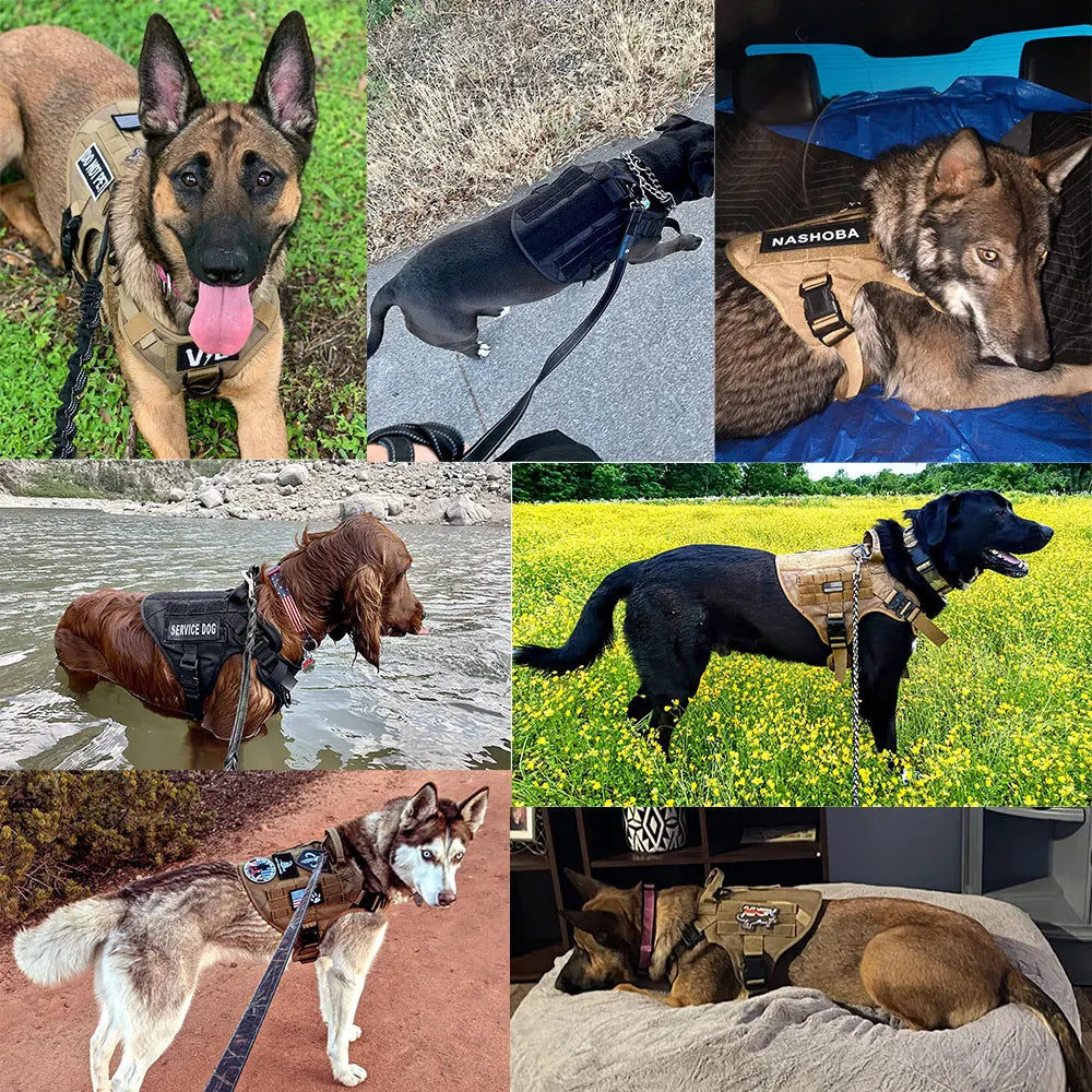 Large Dog Harness And Leash Training Walking Vest Dog Harness And Collar For Medium Large Dogs